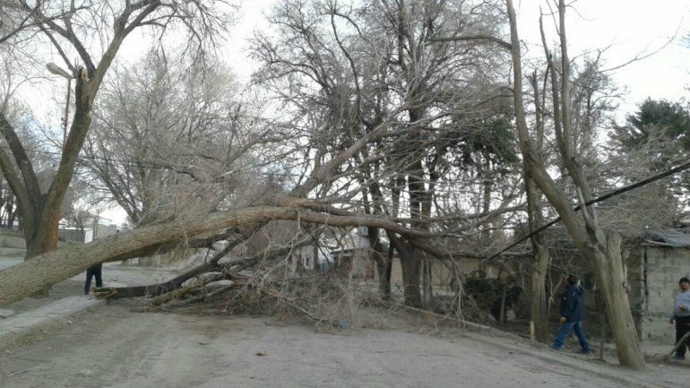 El viento produjo caída de árboles, postes de luz y voladuras de techos en Chos Malal