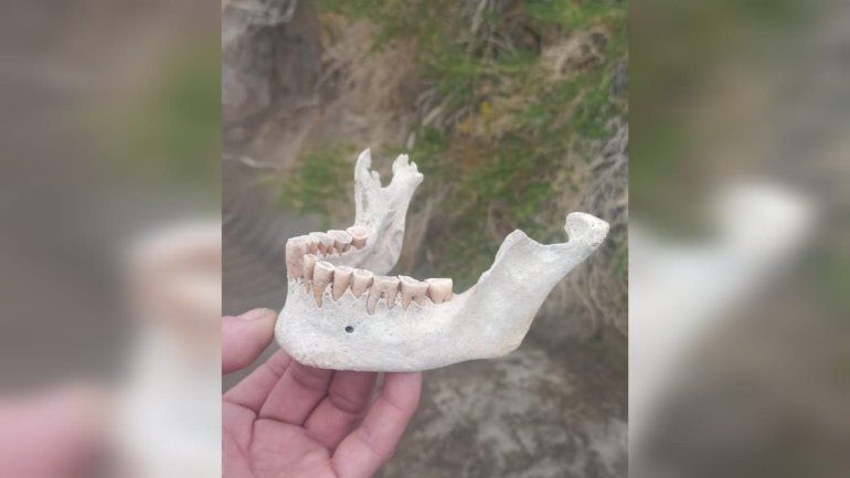 Los restos óseos fueron hallados por un puestero neuquino.&nbsp;