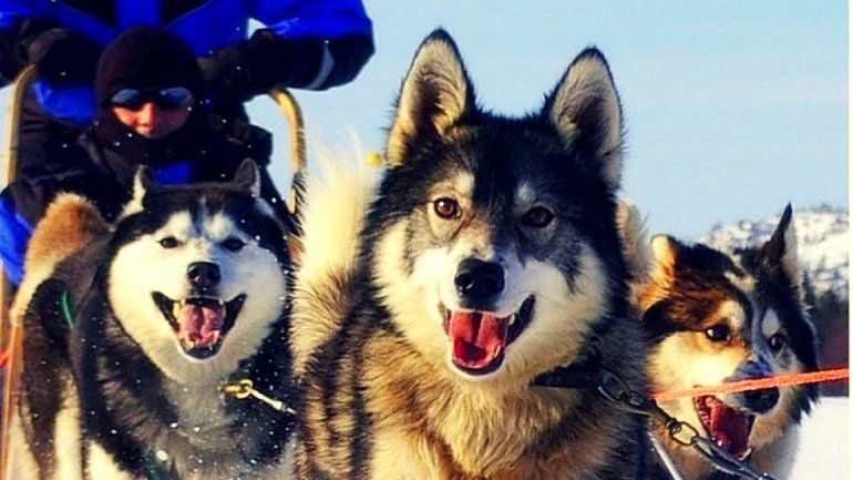 En España prohibieron cortar la cola y las orejas de los perros