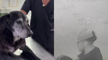 El veterinario que atendió a la perra en Rosario confirmó el abuso. El veterinario que atendió a la perra en Rosario confirmó el abuso.