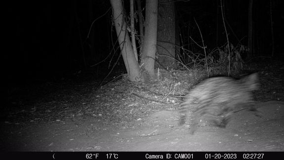 Hiroki: las cámaras no detectaron al puma