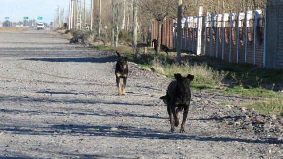Los perros cimarrones son un verdadero problema en Nueva Esperanza. Los vecinos dicen que el Municipio se desentendió del asunto. La gente va al barrio a tirar cachorros recién nacidos.