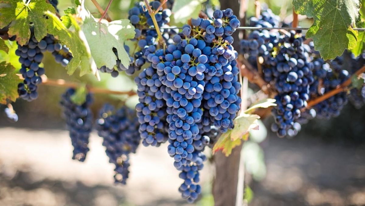 El curioso caso de los nombres de mujeres que nombran uvas