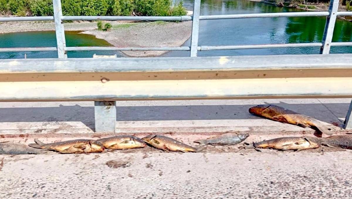 Pescadores crueles dejan tiradas las carpas en el puente del dique Ballester.