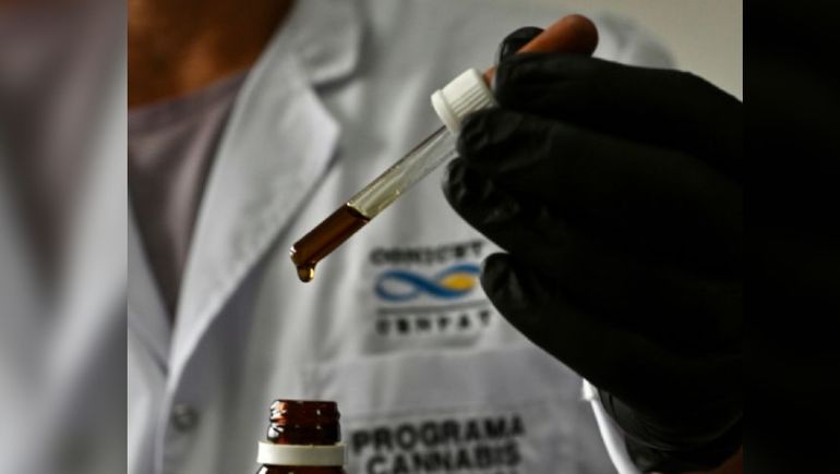 Aceite de cannabis: Chubut inicia los ensayos clínicos