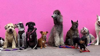 Los perros pueden vivir hasta los 20 años, simpre y cuando estén bien cuidados. Los perros pueden vivir hasta los 20 años, simpre y cuando estén bien cuidados.