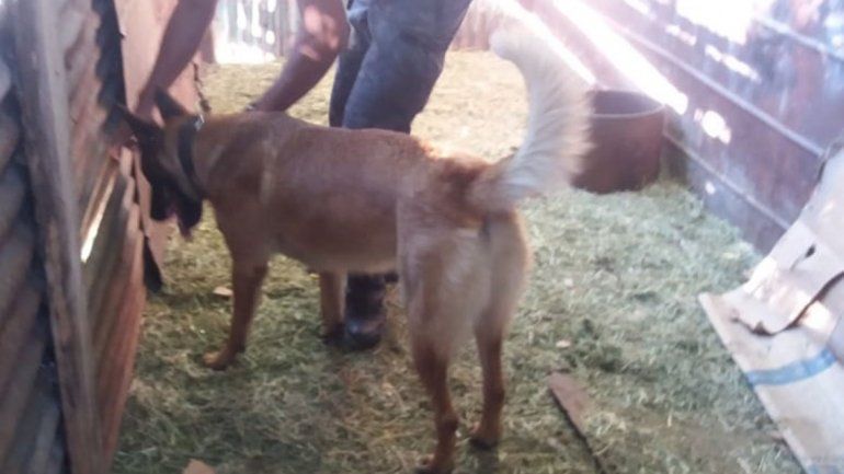 Tenía más de medio kilo de droga enterrada en el patio