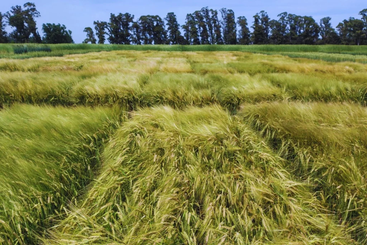 Perfil fitosanitario robusto: menor uso de fungicidas gracias a su resistencia a manchas foliares. Perfil fitosanitario robusto: menor uso de fungicidas gracias a su resistencia a manchas foliares.