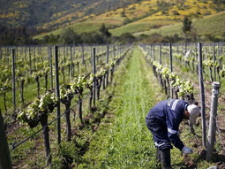 Panorama vitivinícola de CIATTI para el Hemisferio Sur: Apuesta a los blancos. Foto: OVA Panorama vitivinícola de CIATTI para el Hemisferio Sur: Apuesta a los blancos. Foto: OVA