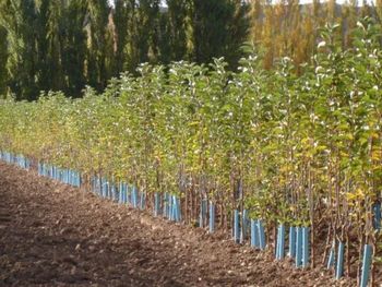 La incorporación de Kleppe busca asegurar plantas de calidad y dotar al vivero de capital para nuevos desarrollos. La incorporación de Kleppe busca asegurar plantas de calidad y dotar al vivero de capital para nuevos desarrollos.