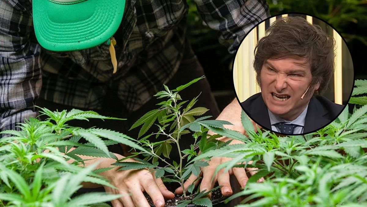 El Gobierno confirmó que el REPROCANN tendrá algunas modificaciones.