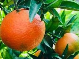 La fuerte caída de la producción de naranjas en Brasil podría romper el equilibrio que hoy presenta el mercado de concentrados. La fuerte caída de la producción de naranjas en Brasil podría romper el equilibrio que hoy presenta el mercado de concentrados.