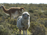 El 97 % de la Patagonia tiene vegetación natural y área sin vegetación. Foto: argentina.wcs.org