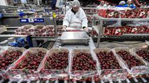 Las cerezas chilenas llegaron al mercado interno argentino con precios altamente compretitivos. Las cerezas chilenas llegaron al mercado interno argentino con precios altamente compretitivos.