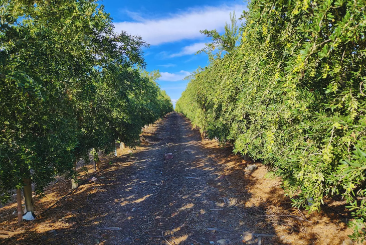 Lo que antes era un pasivo ambiental hoy se proyecta como insumo estrat&eacute;gico para la nutrici&oacute;n animal y la econom&iacute;a circular en el agro.