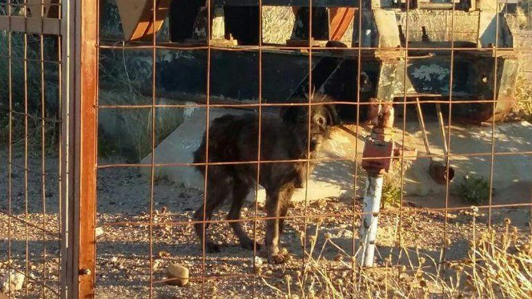 Maltrato animal: rescataron a un perro que estaba encadenado a un pozo petrolero