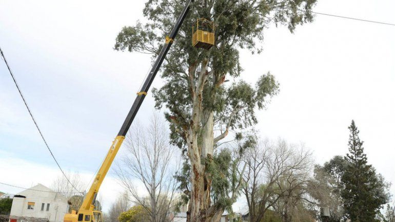 Por el temporal, la Muni ya intervino en 150 árboles de la ciudad