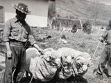 La historia de la cabaña de Neuquén que brilla con su lana Merino