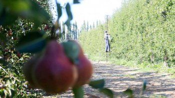 Los productores de frutas reclaman que se mantengan los subsidios