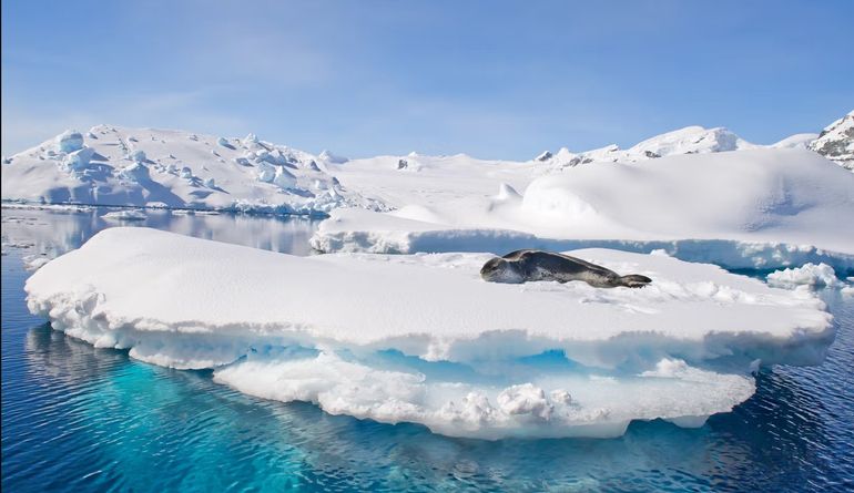 En las expediciones a la Antártida, los pasajeros pueden ver de cerca la fauna autóctona en paisajes únicos. En las expediciones a la Antártida, los pasajeros pueden ver de cerca la fauna autóctona en paisajes únicos.