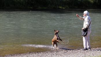 permitiran mascotas en los balnearios del limay: conoce los puntos del rio habilitados permitiran mascotas en los balnearios del limay: conoce los puntos del rio habilitados