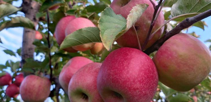 La manzana, una de las frutas que más se exportan a nivel global. La manzana, una de las frutas que más se exportan a nivel global.