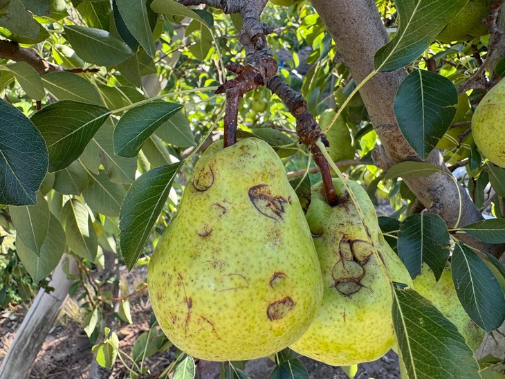 Tras los violentos episodios de granizo, la menor oferta de fruta complica aún más la temporada 2026. Tras los violentos episodios de granizo, la menor oferta de fruta complica aún más la temporada 2026.