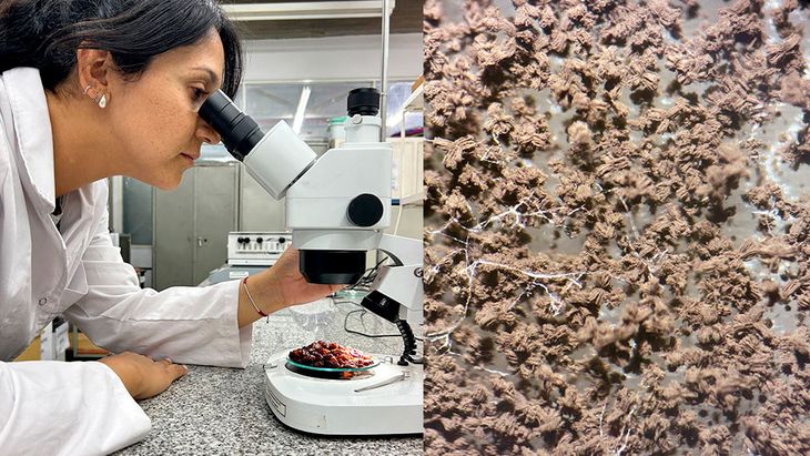 Izq: Belén Flores observando pasas de uva con presencia de hongos en estereoscopio. Der: Colonias de hongos Aspergillus sp. Fotos. gentileza Conicet. Izq: Belén Flores observando pasas de uva con presencia de hongos en estereoscopio. Der: Colonias de hongos Aspergillus sp. Fotos. gentileza Conicet.