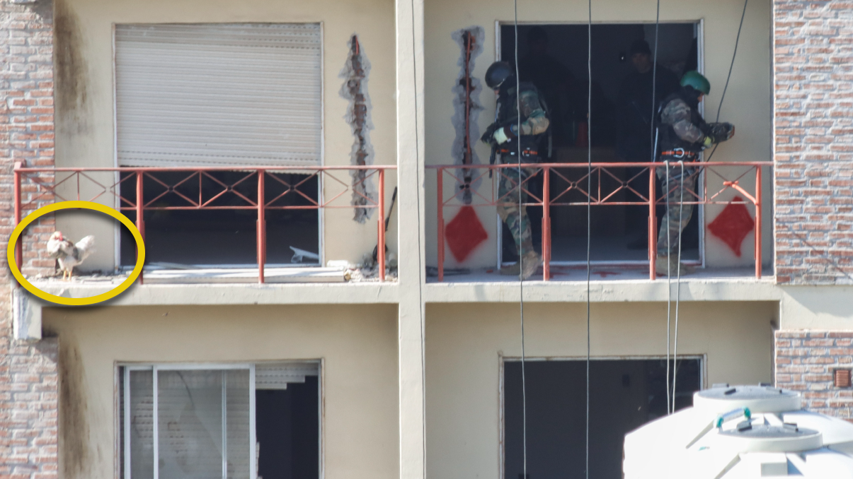 Un gallo se paseaba junto a los efectivos de la UESPO