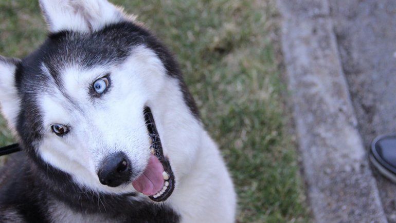 TikTok: perro trató de liberar a su compañero y quedó grabado en video.