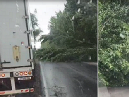 video: peligro por la caida de un arbol en la ruta 151 tras la tormenta video: peligro por la caida de un arbol en la ruta 151 tras la tormenta