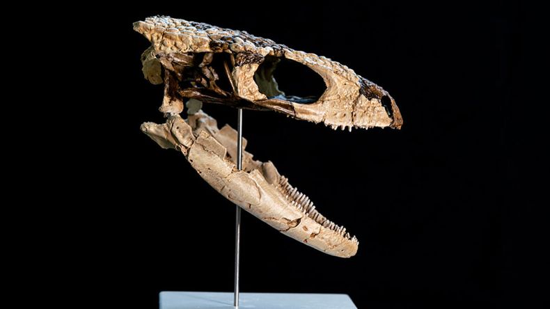 Científicos del CONICET encontraron en la Patagonia un nuevo reptil de 70 millones de años