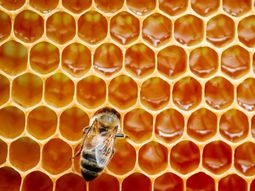 Menos producción: cae la oferta al mercado interno y la exportación. Menos producción: cae la oferta al mercado interno y la exportación.