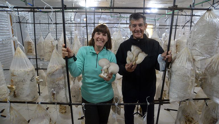 No damos abasto, el jubilado petrolero que cosecha hongos en Neuquén