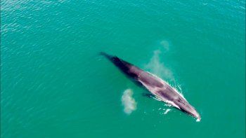 La ballena sei que apareció y el agua verde turquesa del golfo San Matías. Foto gentileza Nicolás Cetra. La ballena sei que apareció y el agua verde turquesa del golfo San Matías. Foto gentileza Nicolás Cetra.