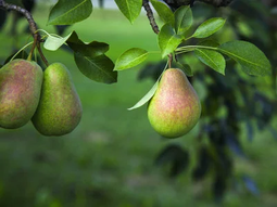 La pera argentina pierde cotización en el exterior. La pera argentina pierde cotización en el exterior.