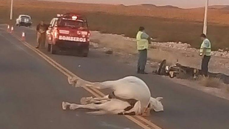 Un motociclista murió al chocar contra un caballo