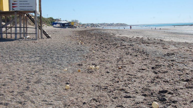 Invasión de algas en la playa