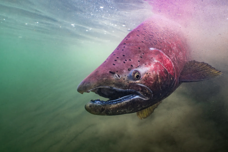 Los ríos Azul, Corcovado y Futaleufú son epicentros de la pesca deportiva del Chinook en la región andina. Los ríos Azul, Corcovado y Futaleufú son epicentros de la pesca deportiva del Chinook en la región andina.