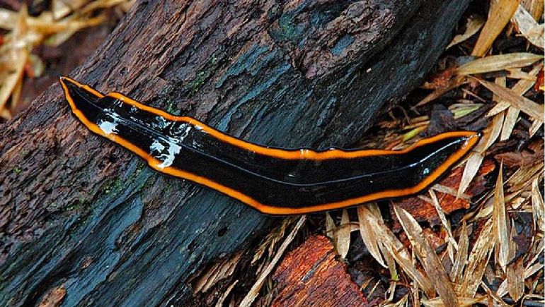 La planaria gigante una especie de invertebrado, un gusano aplanado muy poco común, que los pobladores llaman “lengua de vaca” La planaria gigante una especie de invertebrado, un gusano aplanado muy poco común, que los pobladores llaman “lengua de vaca”