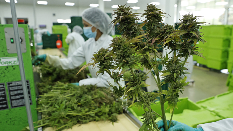 Cannabis: Argentina es “tierra fértil” para el desarrollo