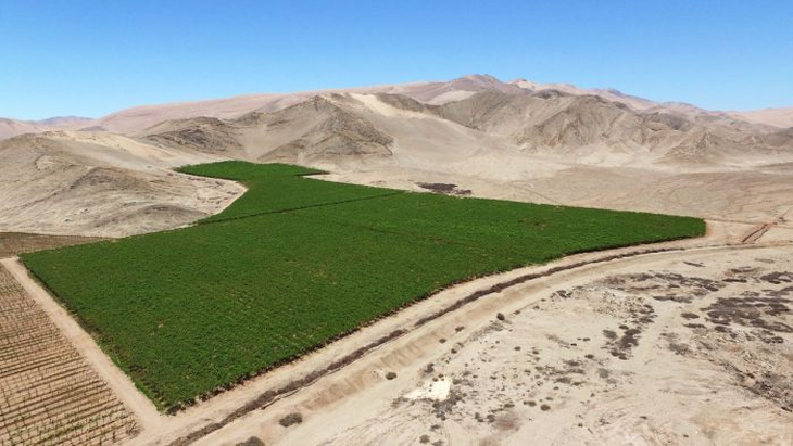 En el valle de Azapa se producen pimentones, pepinos de ensalada, zapallos, tanto en verano como invierno para abastecer la zona central. En el valle de Azapa se producen pimentones, pepinos de ensalada, zapallos, tanto en verano como invierno para abastecer la zona central.