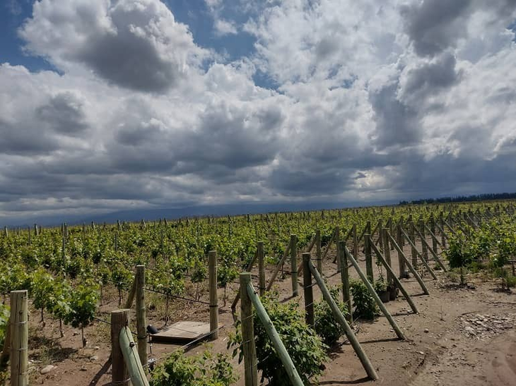 Las fronteras del vino se amplían y hoy se produce en casi todo el país. Las fronteras del vino se amplían y hoy se produce en casi todo el país.