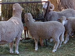 El plan beneficia a más de 150 familias dedicadas a la ganadería ovina. El plan beneficia a más de 150 familias dedicadas a la ganadería ovina.