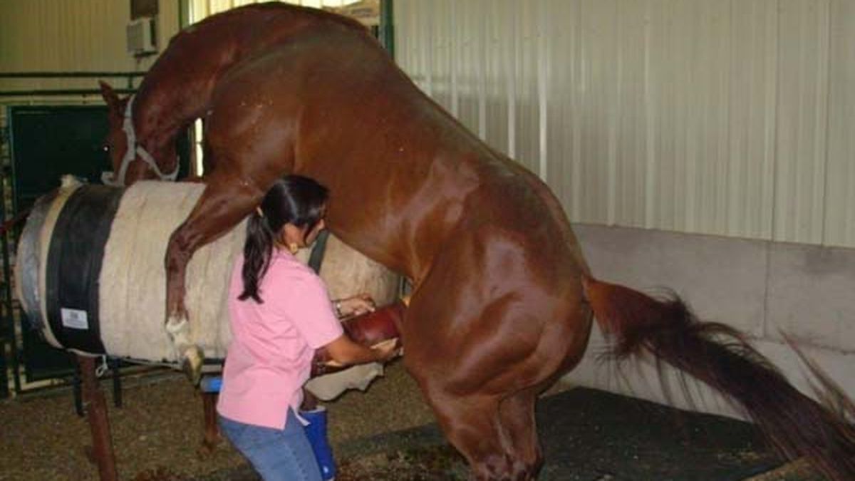 Pensó que era potrillo y se lesionó cuando quiso tener sexo con un muñeco