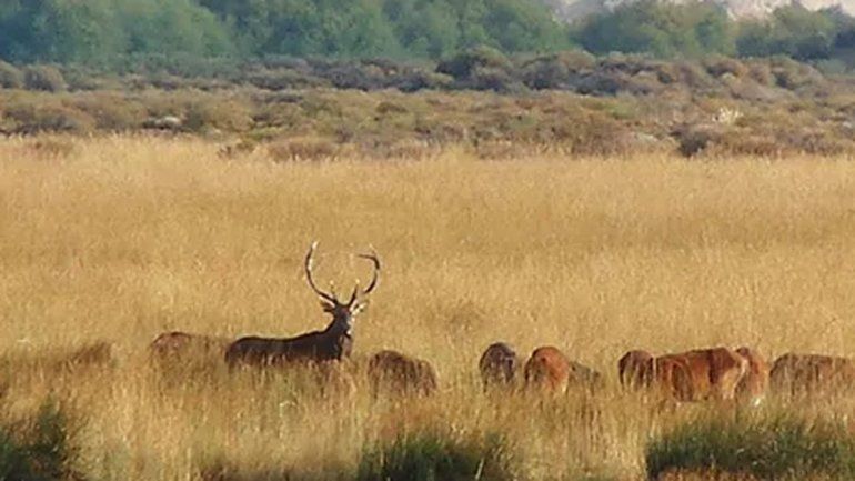 Un cazador se disparó por accidente en el Parque Nacional Lanín