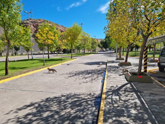 Algunos zorros se pasean por las instalaciones del embalse