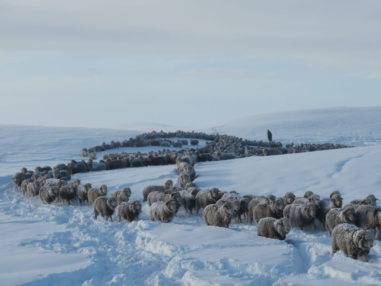 Miles de ovejas en toda la Patagonia están siendo movilizadas a lugares donde puedan ser alimentadas.