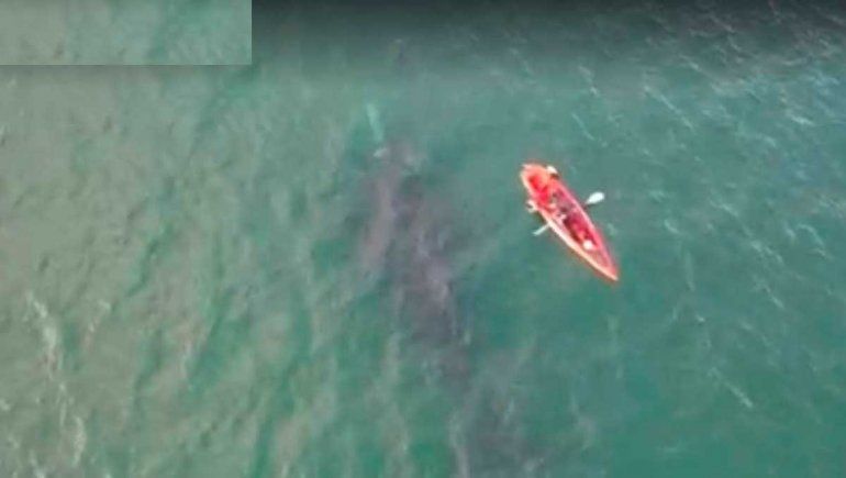 Remaban frente a Las Grutas y los sorprendió una ballena