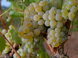 El primero de mayo se celebró el día mundial del Sauvignon Blanc. El primero de mayo se celebró el día mundial del Sauvignon Blanc.